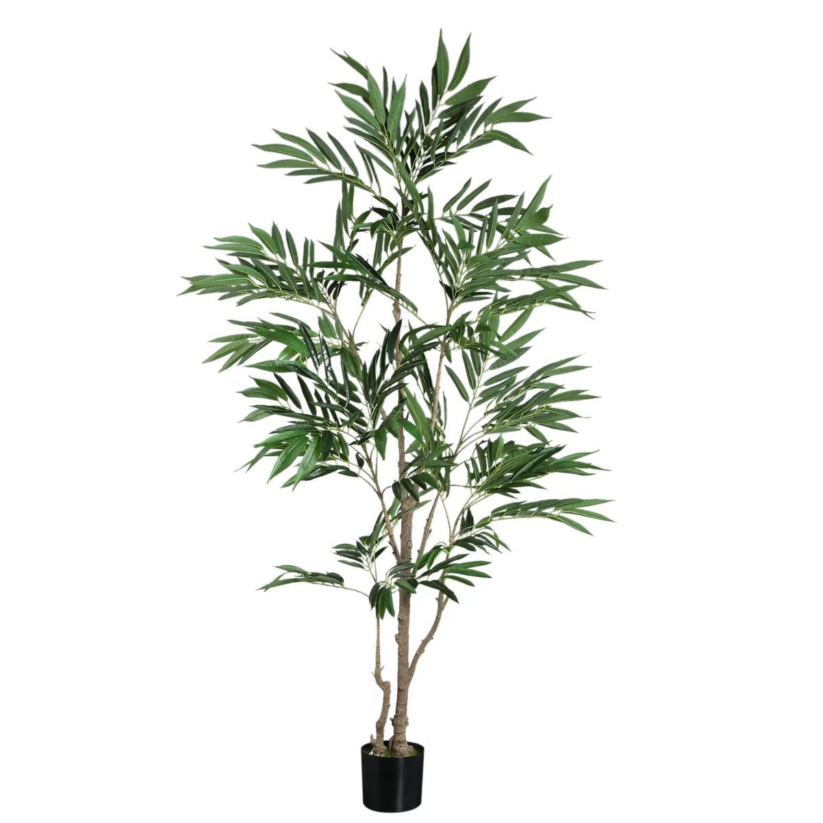 Groene Ficus benjamina in zwarte pot, PTMD, met volle takken en groene bladeren, geschikt voor binnengebruik.