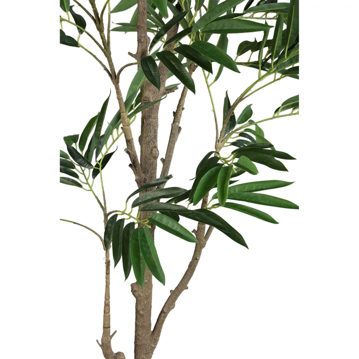 Groene Ficus benjamina in zwarte pot, PTMD, met volle groene bladeren en stevige stam, perfect voor interieurdecoratie.