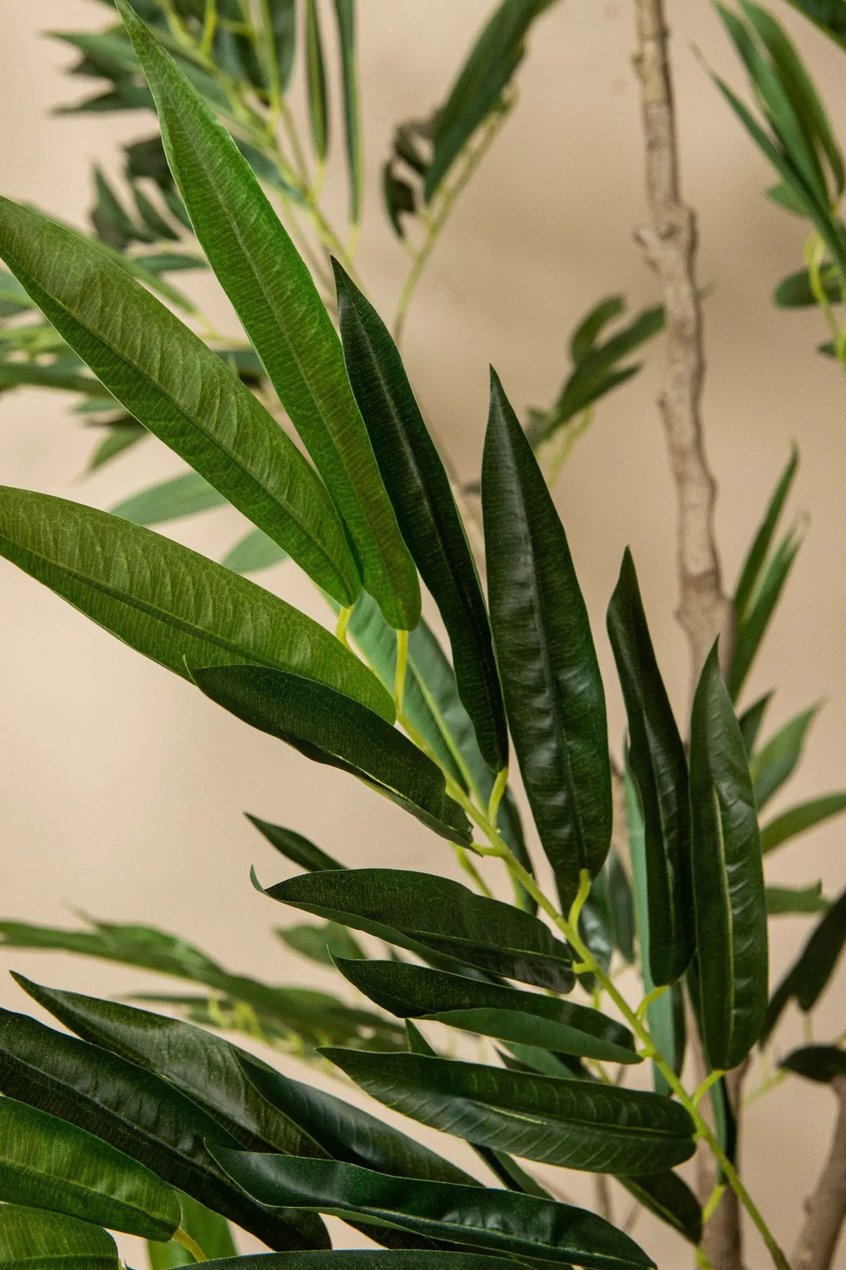 Groene Ficus benjamina in zwarte pot, PTMD, met volle bladeren en een stevige stam, geschikt voor binnenruimte.
