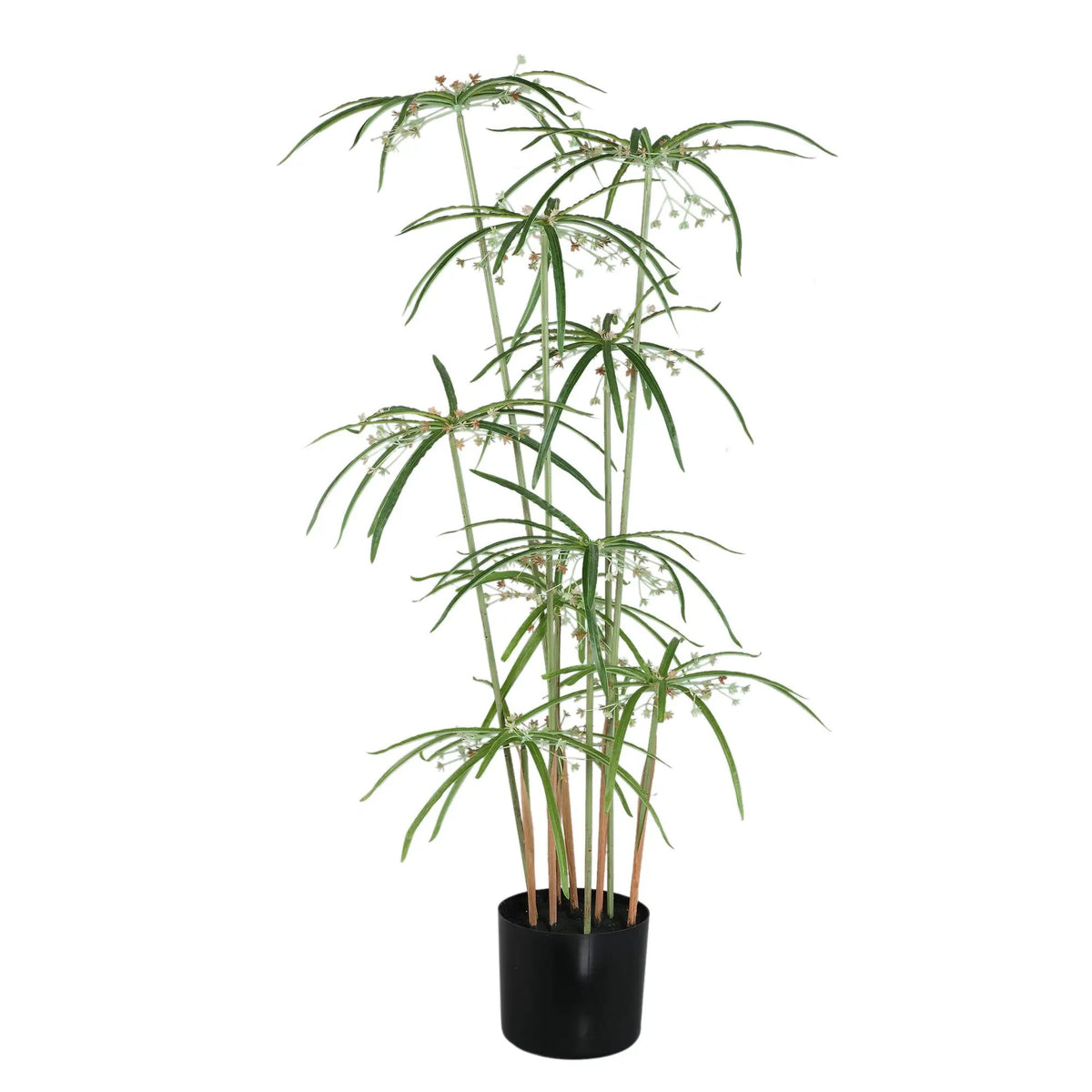 Groene papyrusplant met bladeren in pot, PTMD, decoratieve kampeerplant voor binnen en buiten.