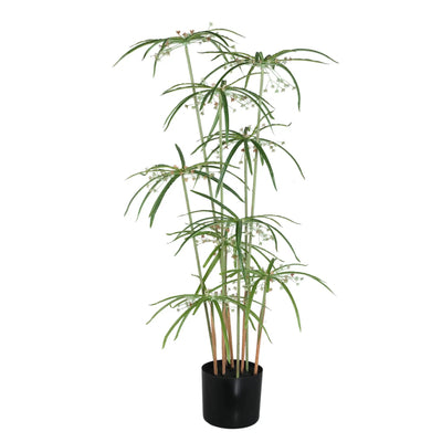 Groene papyrusplant met bladeren in pot, PTMD, decoratieve kampeerplant voor binnen en buiten.