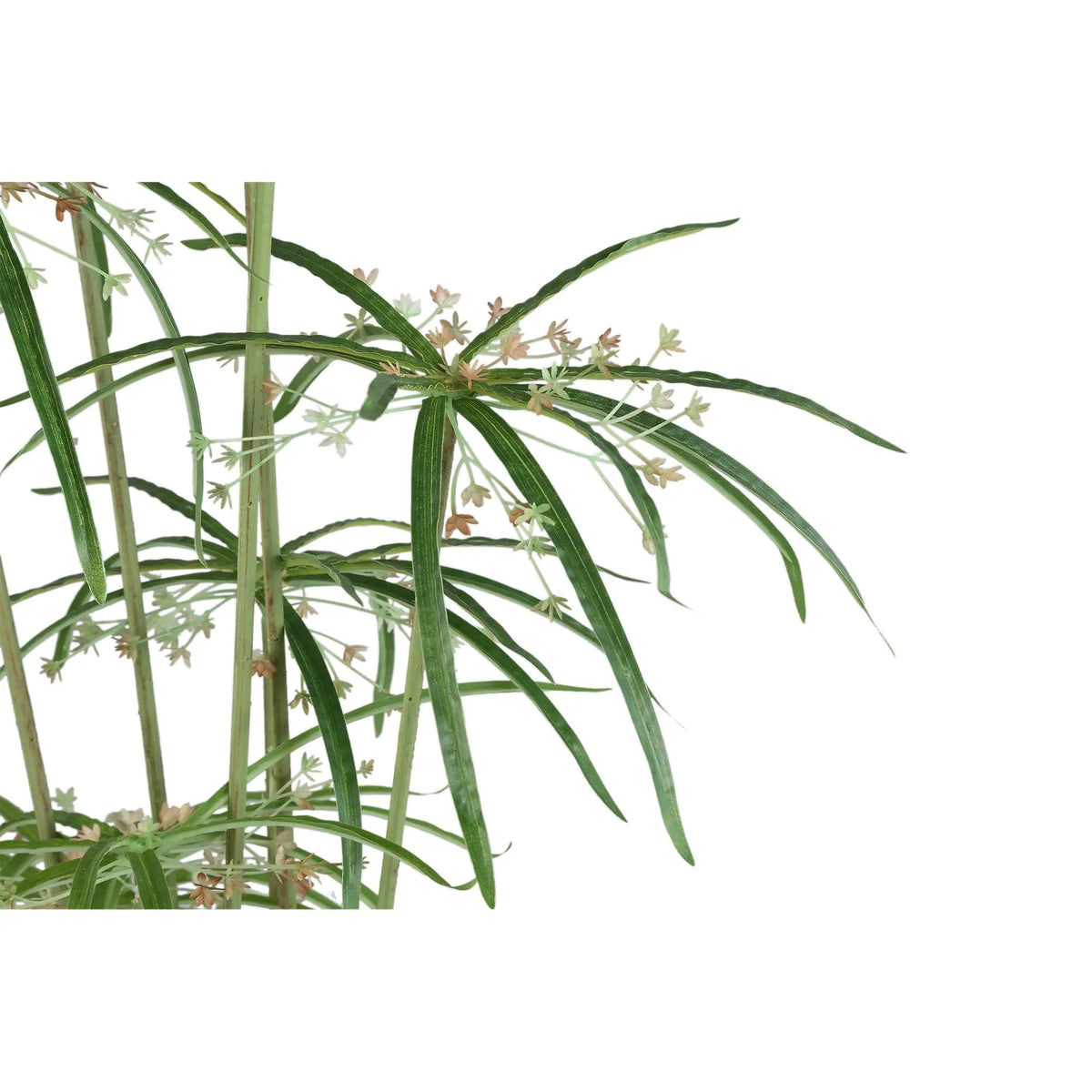 Groene papyrusplant in pot met grote bladeren, PTMD tuin- en kamerplant voor binnen en buiten