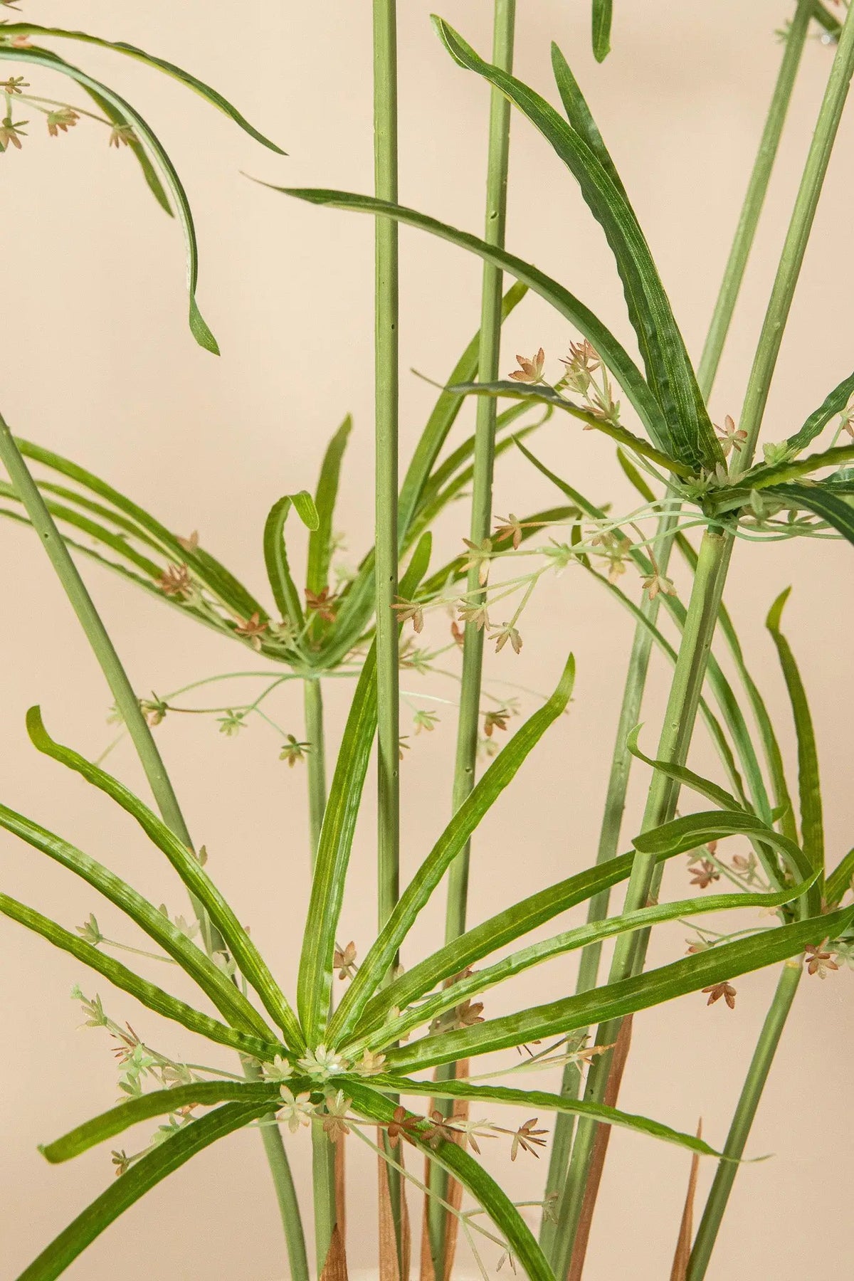 Groene papyrusplant met bladeren in pot, PTMD, decoratief kamerplant voor binnen en buiten.