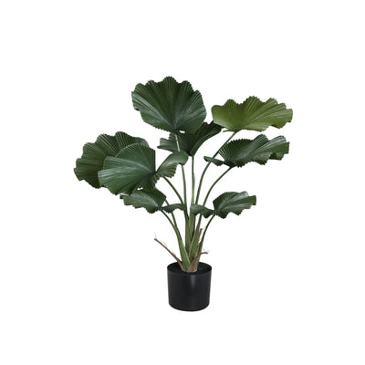 Donkergroene Licuala-bladplant in pot met grote, sierlijke bladeren voor binnen- of buitengebruik, door PTMD.