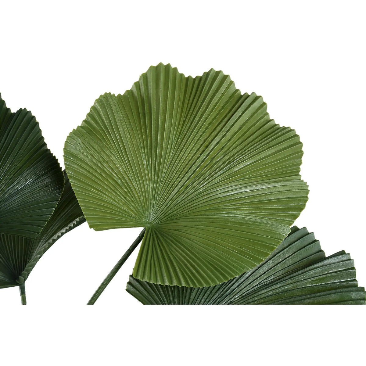 Donkergroen Licuala-bladplant in pot, PTMD, met grote, gevouwen bladeren en decoratieve uitstraling.