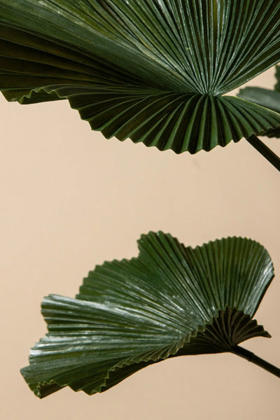 Donkergroen Licuala-bladplant in pot van PTMD met grote, glanzende bladeren op een witte achtergrond