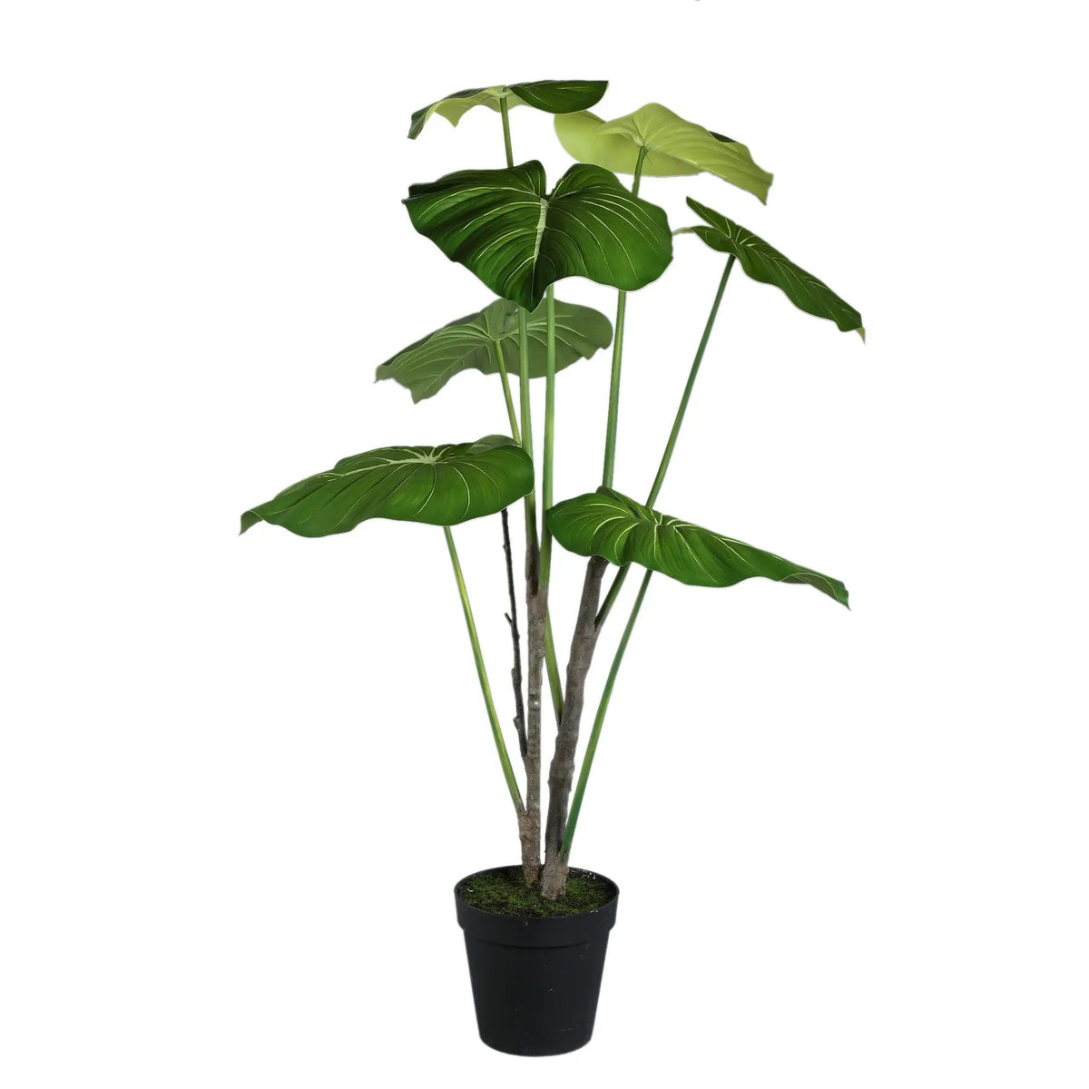 Groene Philodendron in zwarte pot, PTMD, binnenplant met grote groene bladeren, decoratief en modern voor in huis.