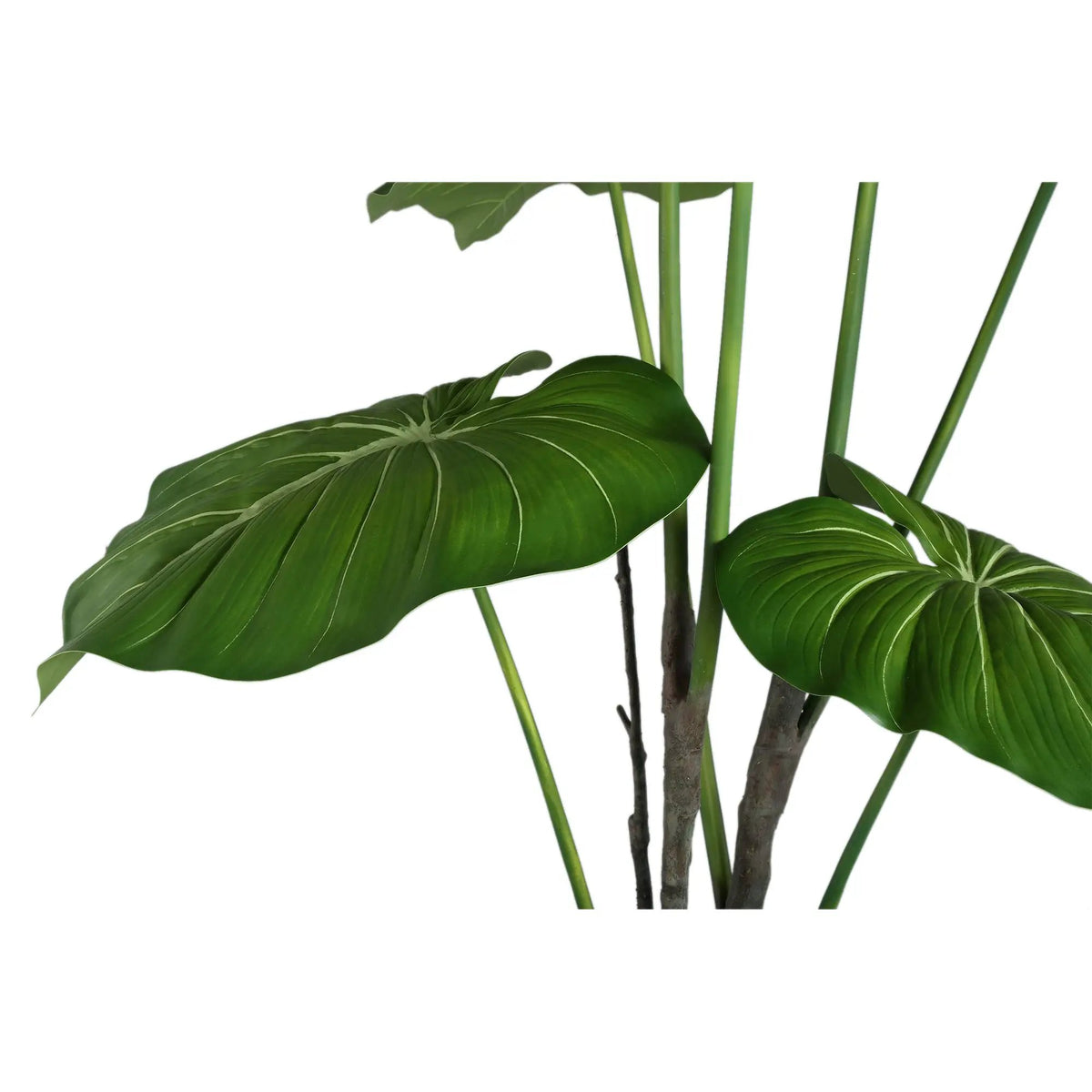 Groene Philodendron in zwarte pot, PTMD, met grote bladeren op een witte achtergrond.