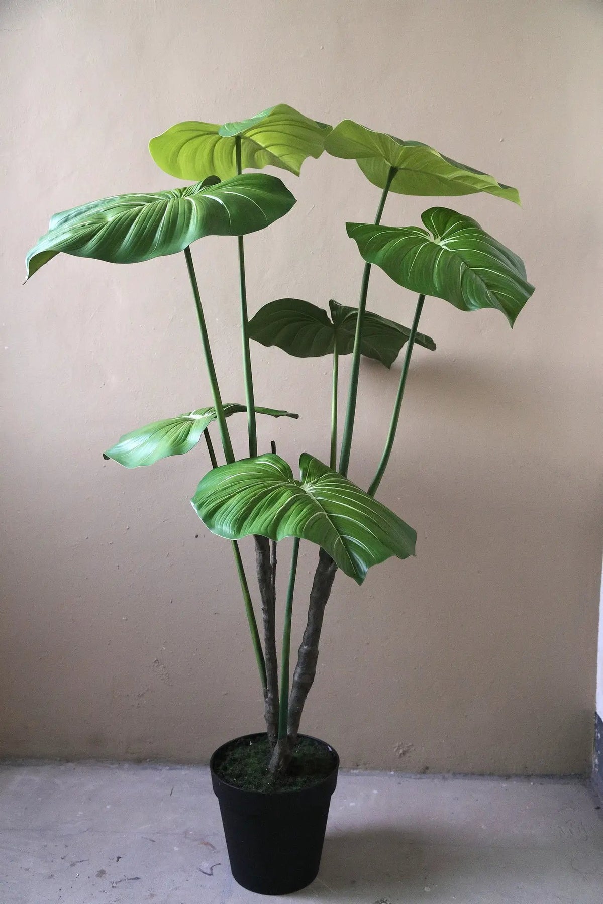 Groene Philodendron in zwarte pot van PTMD, levendig blad en stijlvolle plant voor interieurdecoratie