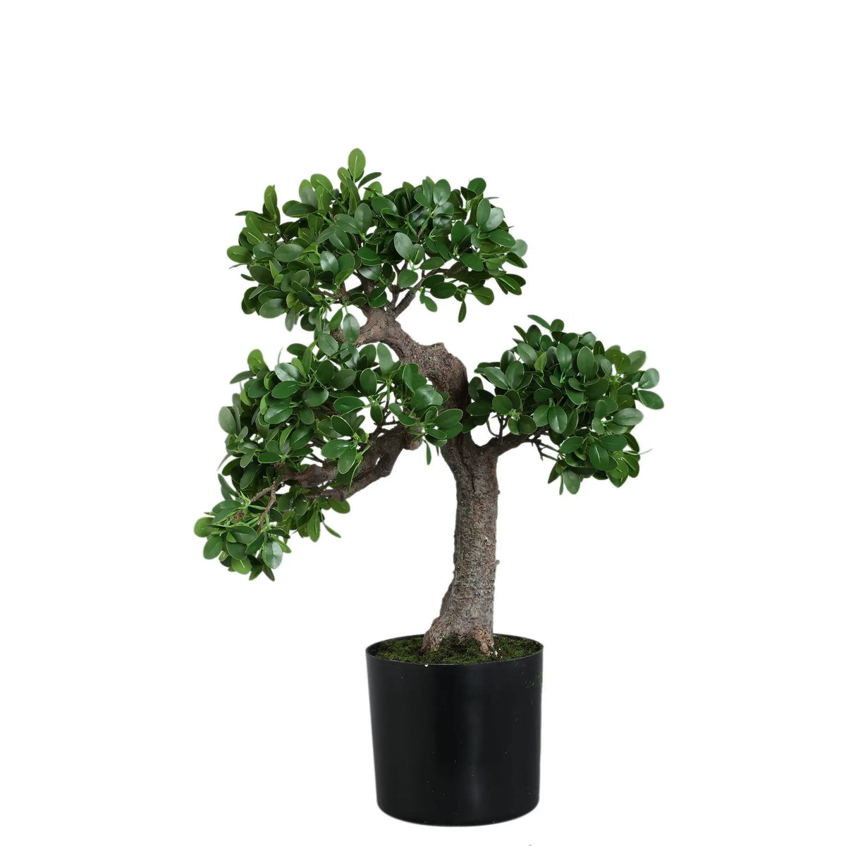 Groene banyanboom in zwarte pot van PTMD, tropische plant met weelderig blad op afbeelding 735120-0.