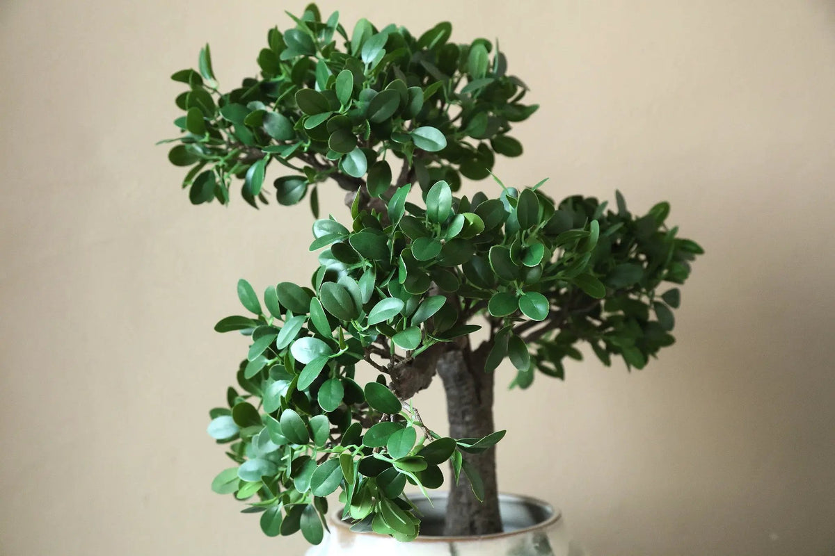 Groene banyanboom in zwarte pot van PTMD, levendige bladeren en decoratief binnengroen, geschikt voor interieur.