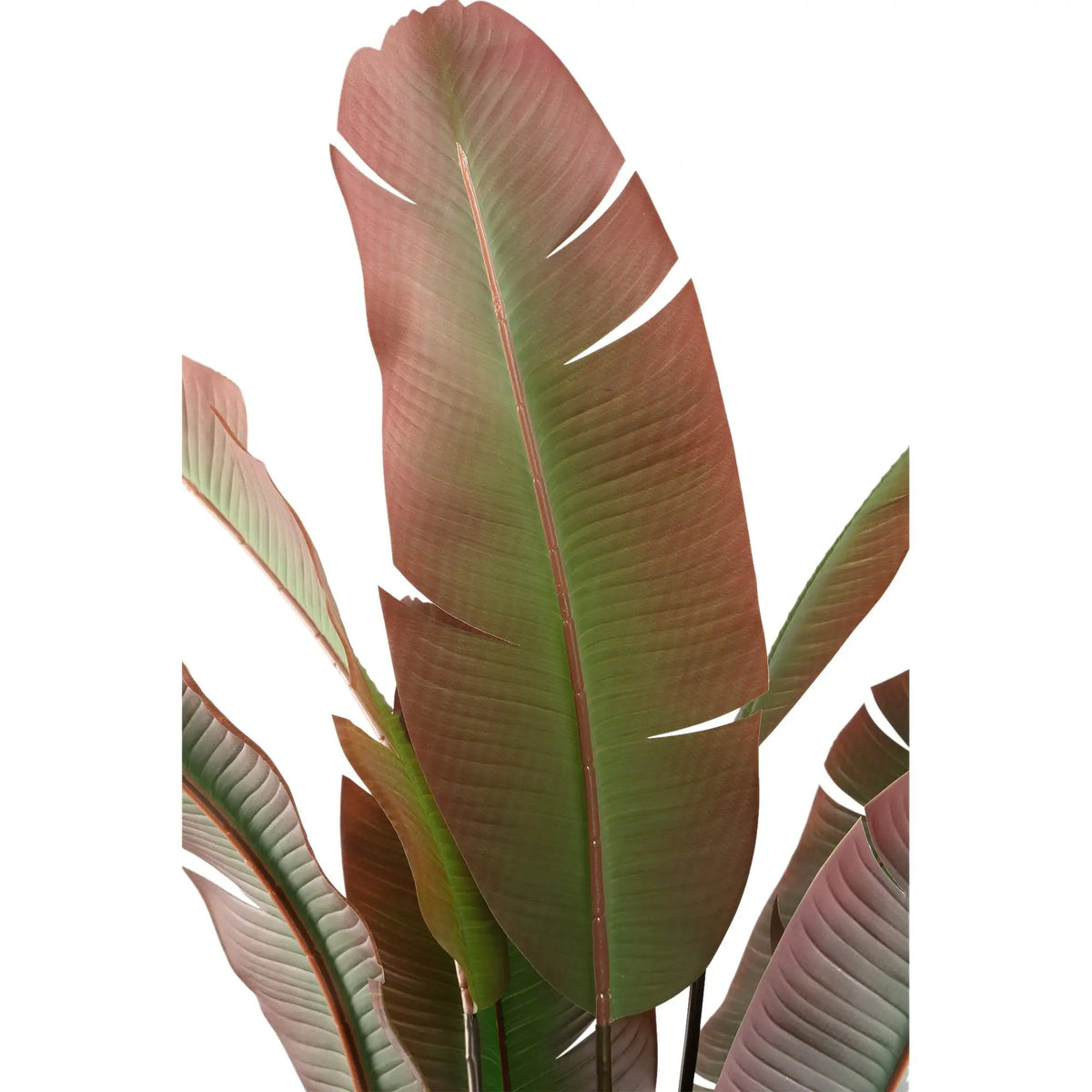 Donkergroene boom met rode Strelitzia in zwarte pot, PTMD, binnenplant met grote groene bladeren en opvallende oranje bloemen.