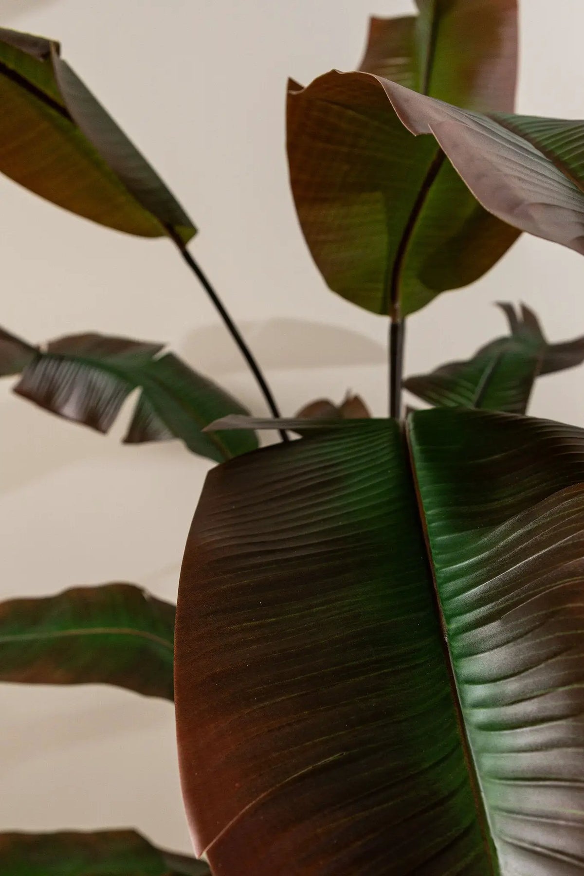 Donkergroene boom met rode Strelitzia in zwarte pot, PTMD, groene kamerplant voor binnen en decoratie.