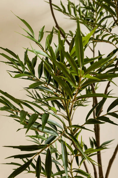Groene Mahonia fortunei-boom in zwarte pot, grote maat L, PTMD, vol groene bladeren en stevige plant voor tuin of interieur