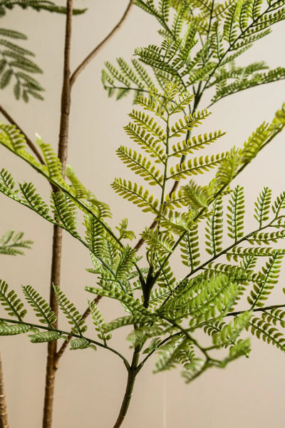 Groene varensplant in grote pot, PTMD, hoge kamerplant met weelderig blad voor binnengebruik