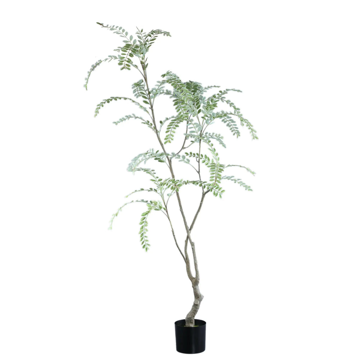 Groene Japanse enkianthusboom in pot, PTMD, hoge groene struik met volle bladeren en decoratief uiterlijk