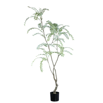 Groene Japanse enkianthusboom in pot, PTMD, hoge groene struik met volle bladeren en decoratief uiterlijk