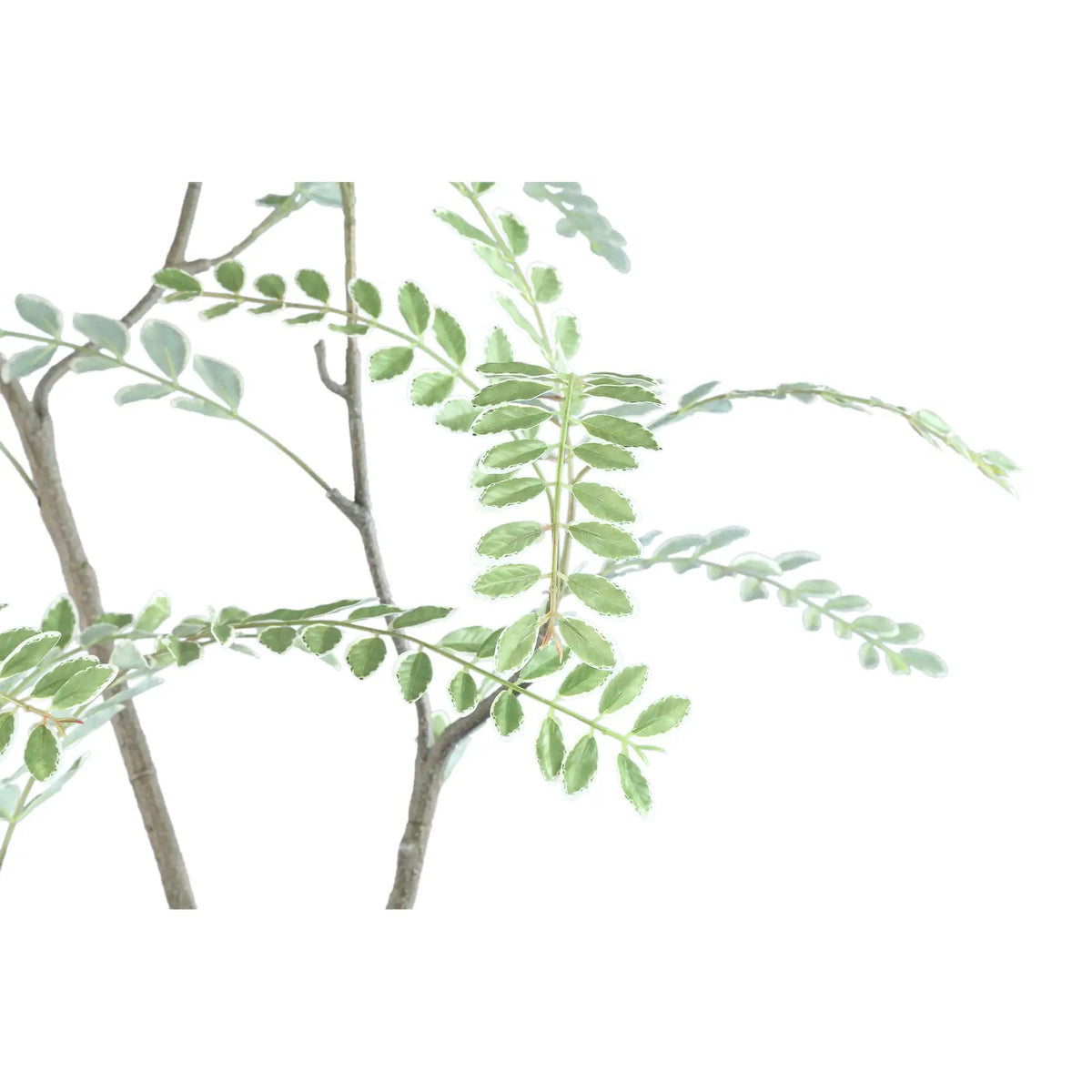 Groene Japanse enkianthusboom in pot van PTMD, hoge struik met volle bladeren, geschikt voor tuin of terras.