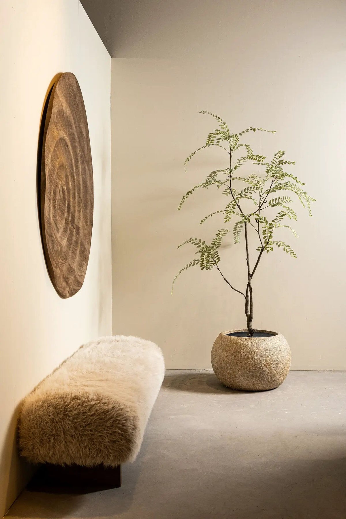 Groene Japanse enkianthusboom in pot, hoogte en volle bladeren, door PTMD, geschikt voor binnen en buiten.