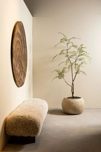 Groene Japanse enkianthusboom in pot, hoogte en volle bladeren, door PTMD, geschikt voor binnen en buiten.