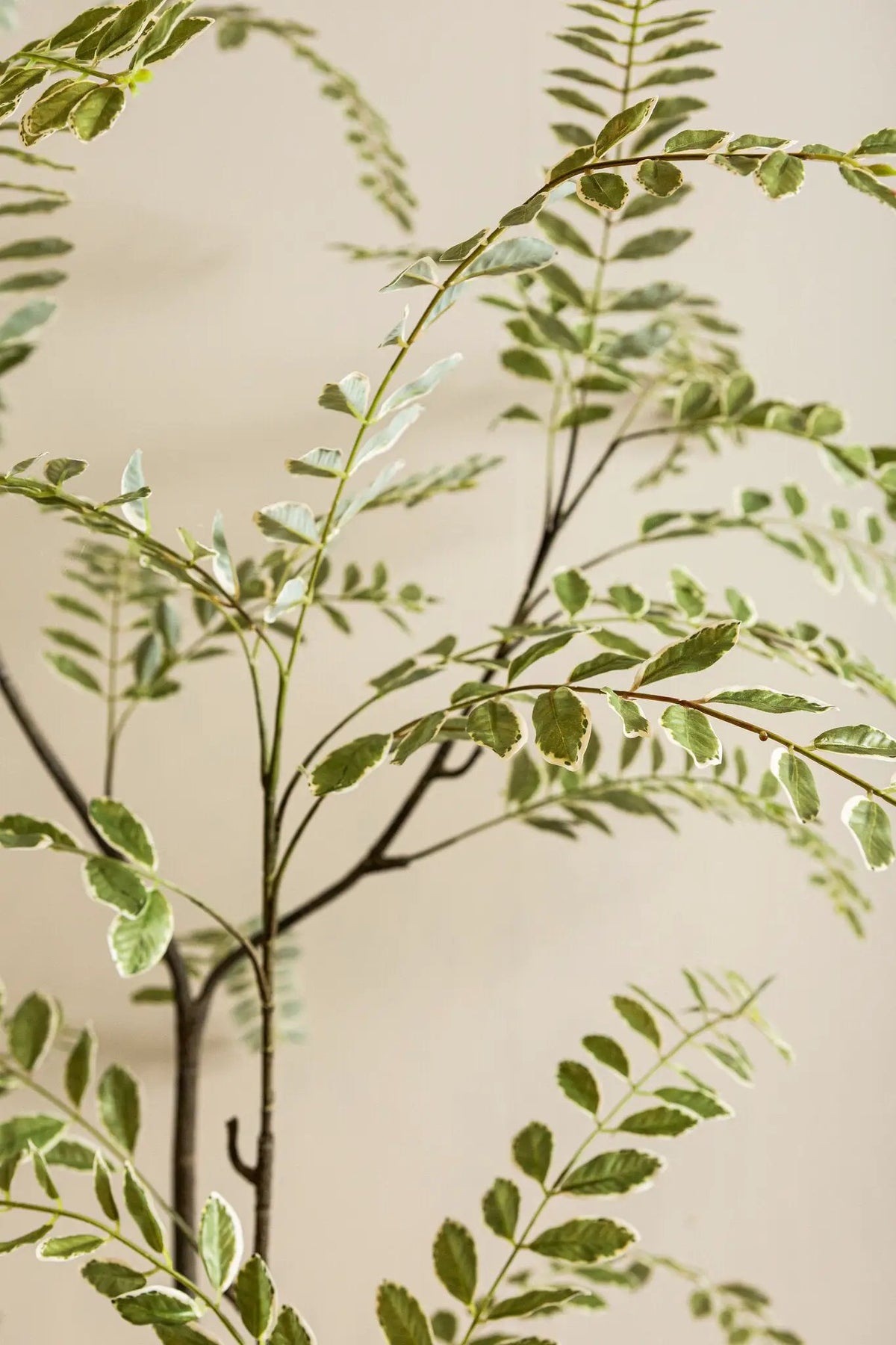 Groene Japanse enkianthusboom in pot, PTMD, met volle takken en diepgroene bladeren, geschikt voor binnen en buiten.