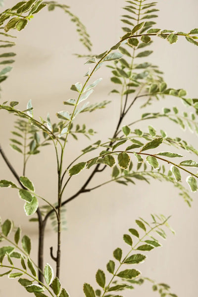Groene Japanse enkianthusboom in pot, PTMD, met volle takken en diepgroene bladeren, geschikt voor binnen en buiten.