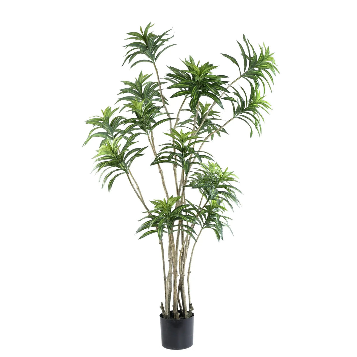 Groene dracaena met brede bladeren in een zwarte pot, PTMD plant voor binnen en decoratie.