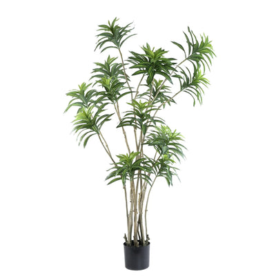 Groene dracaena met brede bladeren in een zwarte pot, PTMD plant voor binnen en decoratie.