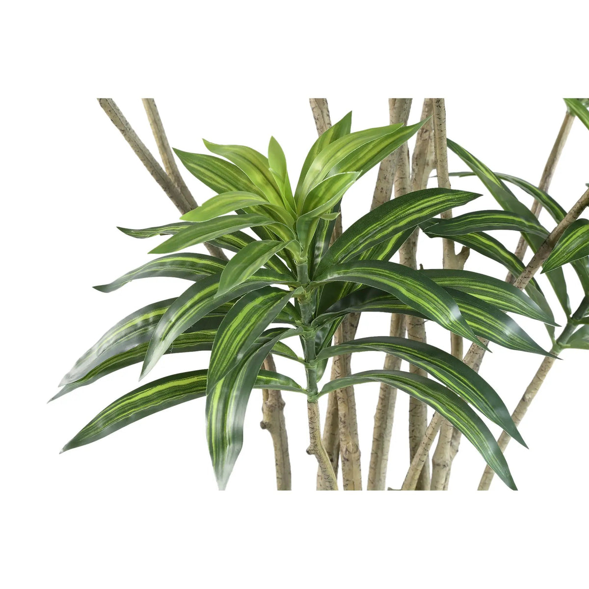 Groene dracaena met lange bladeren in zwarte pot, PTMD. Kamerplant voor binnen met levendige groene bladeren.