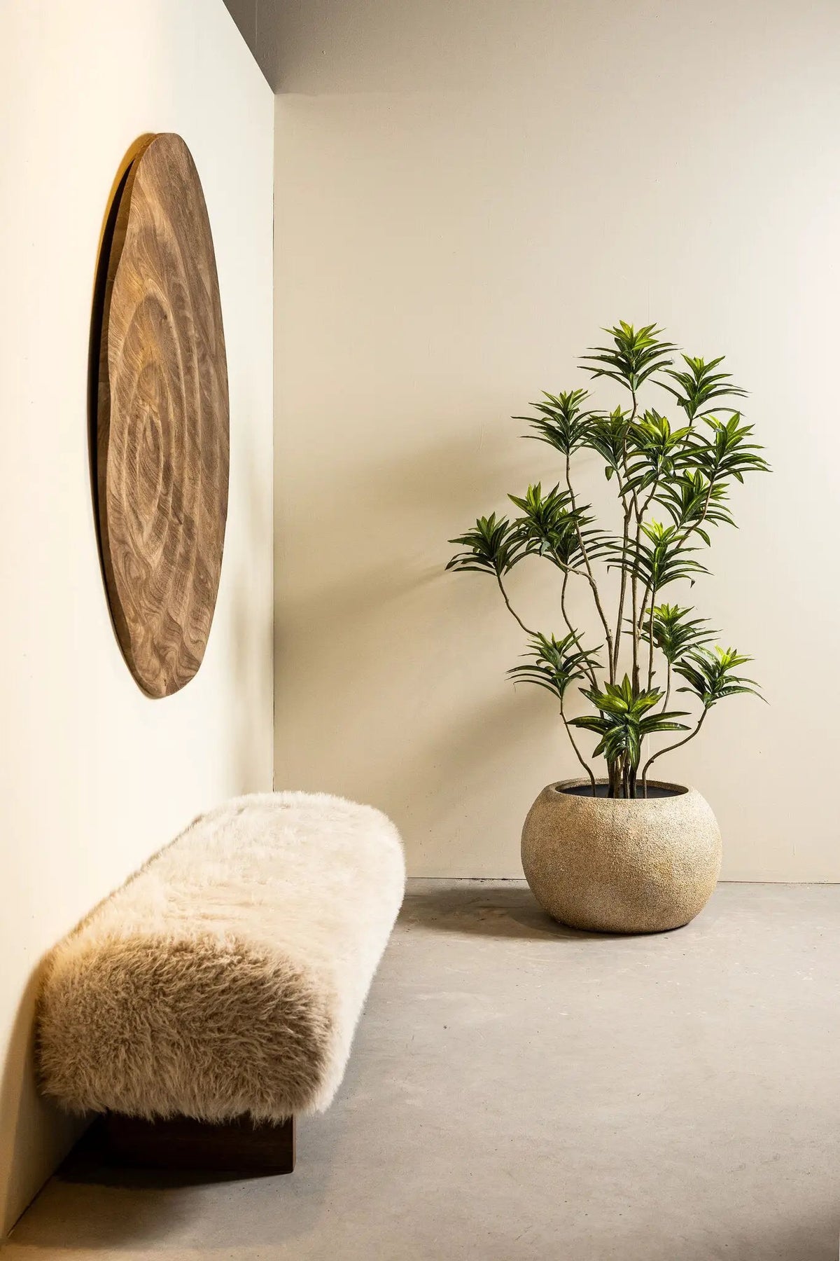Groene dracaena met grote bladeren in een strakke zwarte pot, van PTMD, binnenplant voor in huis of kantoor.