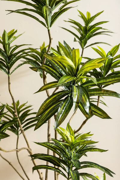 Groene dracaena in een zwarte pot, met lange bladeren, van het merk PTMD, voor stijlvolle interieurdecoratie.