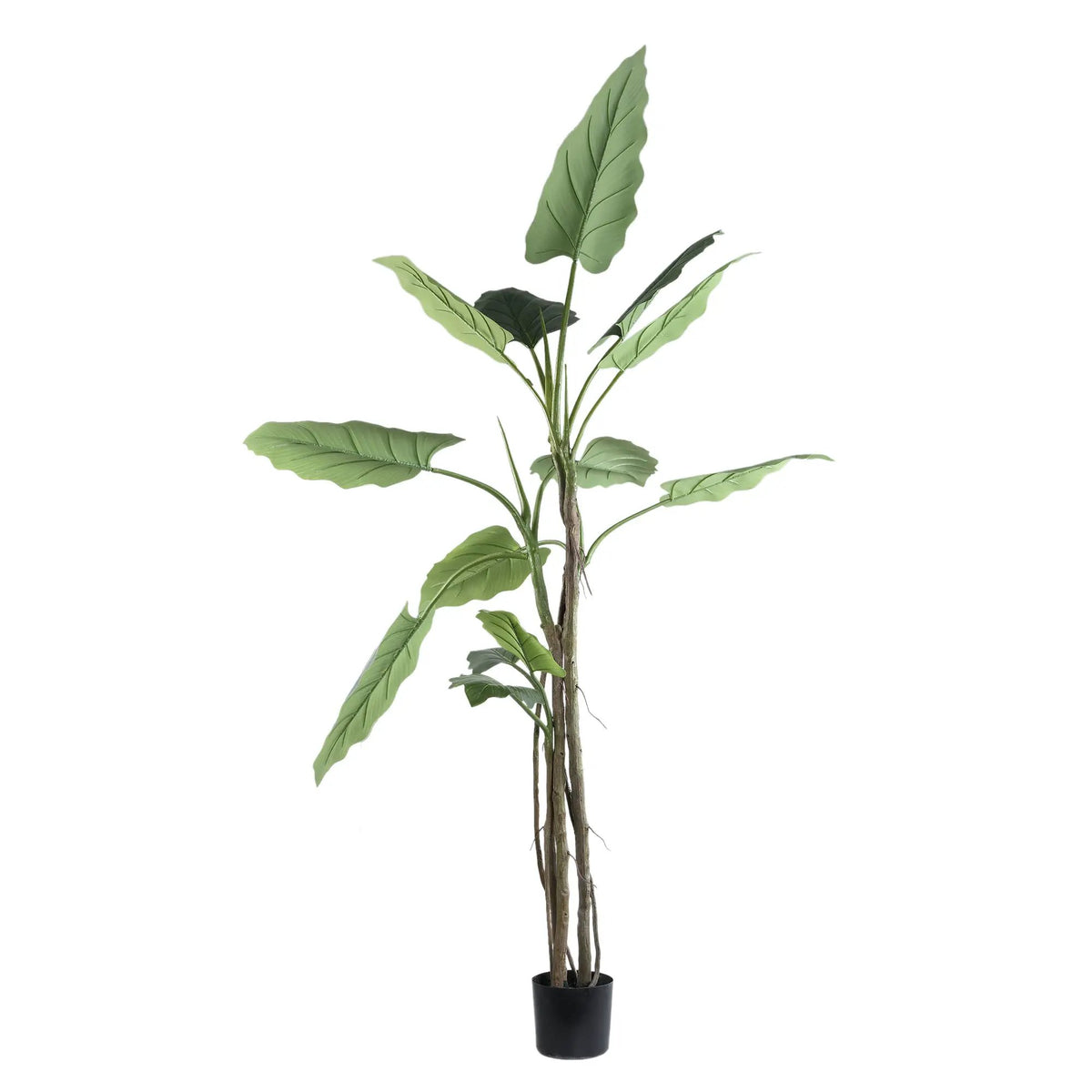 Grote groene Philodendron in zwarte pot van PTMD, levendige bladeren en volle plant, stijlvolle kamerplant voor in huis.