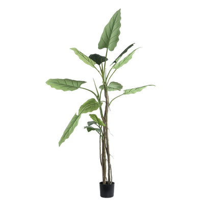 Grote groene Philodendron in zwarte pot van PTMD, levendige bladeren en volle plant, stijlvolle kamerplant voor in huis.