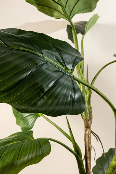 Grote groene Philodendron in zwarte pot van PTMD, levendig en weelderig, geschikt voor interieurdecoratie.
