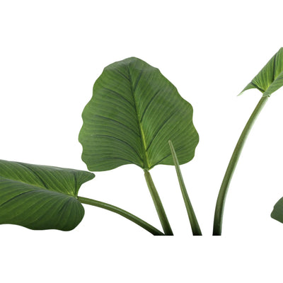 Groene Philodendron in zwarte pot, maat S, van PTMD, met grote, volle bladeren, geschikt voor interieurdecoratie.