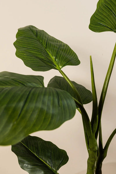 Groene Philodendron in zwarte pot, maat S, van PTMD, met brede bladeren en gezonde groene uitstraling.
