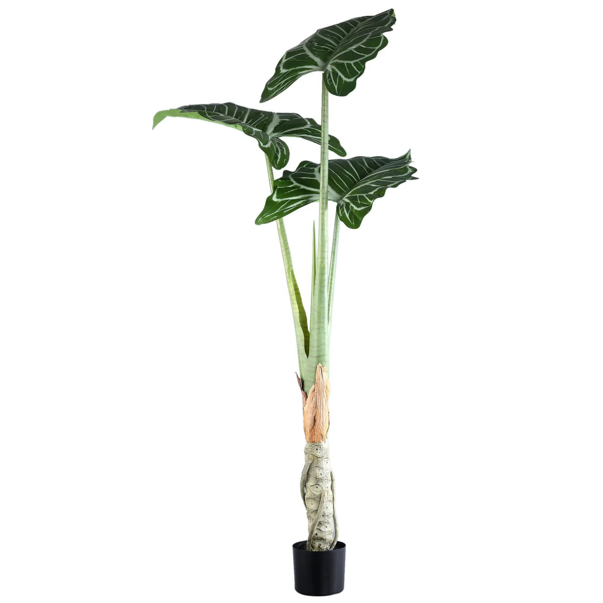 Groene Alocasia-plant in zwarte pot, PTMD, met grote groene bladeren, decoratief binnenplant voor in huis of kantoor