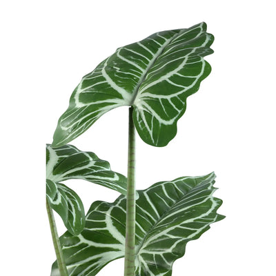 Groene Alocasia-plant in zwarte pot, PTMD, met grote sierlijke bladeren op een witte achtergrond