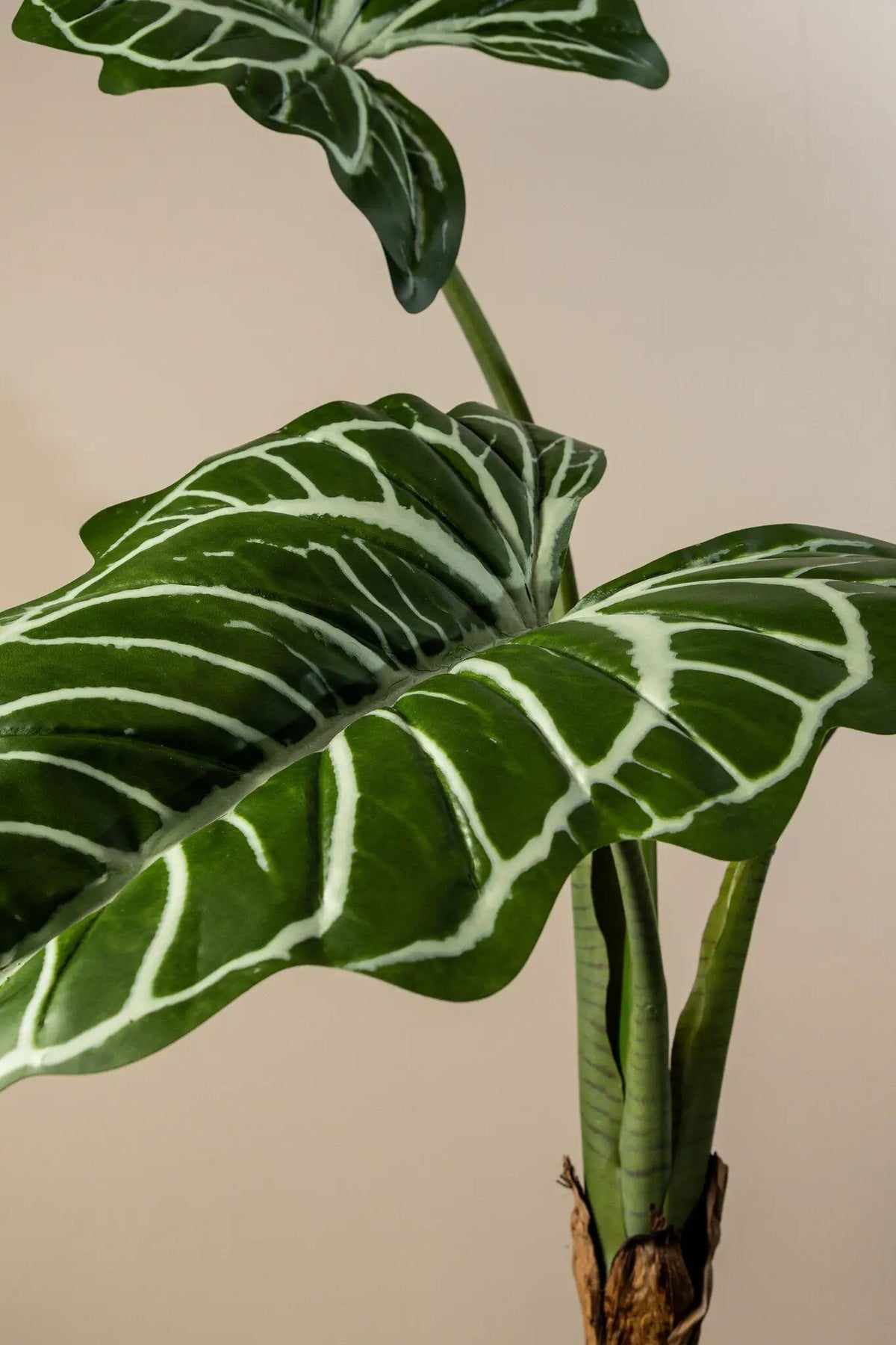 Groene Alocasia-plant in zwarte pot van PTMD, met grote groene bladeren en stevige steel, binnen of buiten te gebruiken