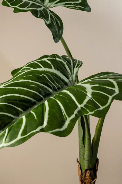 Groene Alocasia-plant in zwarte pot van PTMD, met grote groene bladeren en stevige steel, binnen of buiten te gebruiken