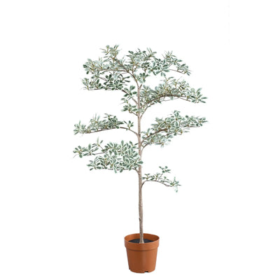 Groene Madagaskar-amandelboom in zwarte pot, PTMD, decoratief kamerplant met bladeren op een stijlvolle basis