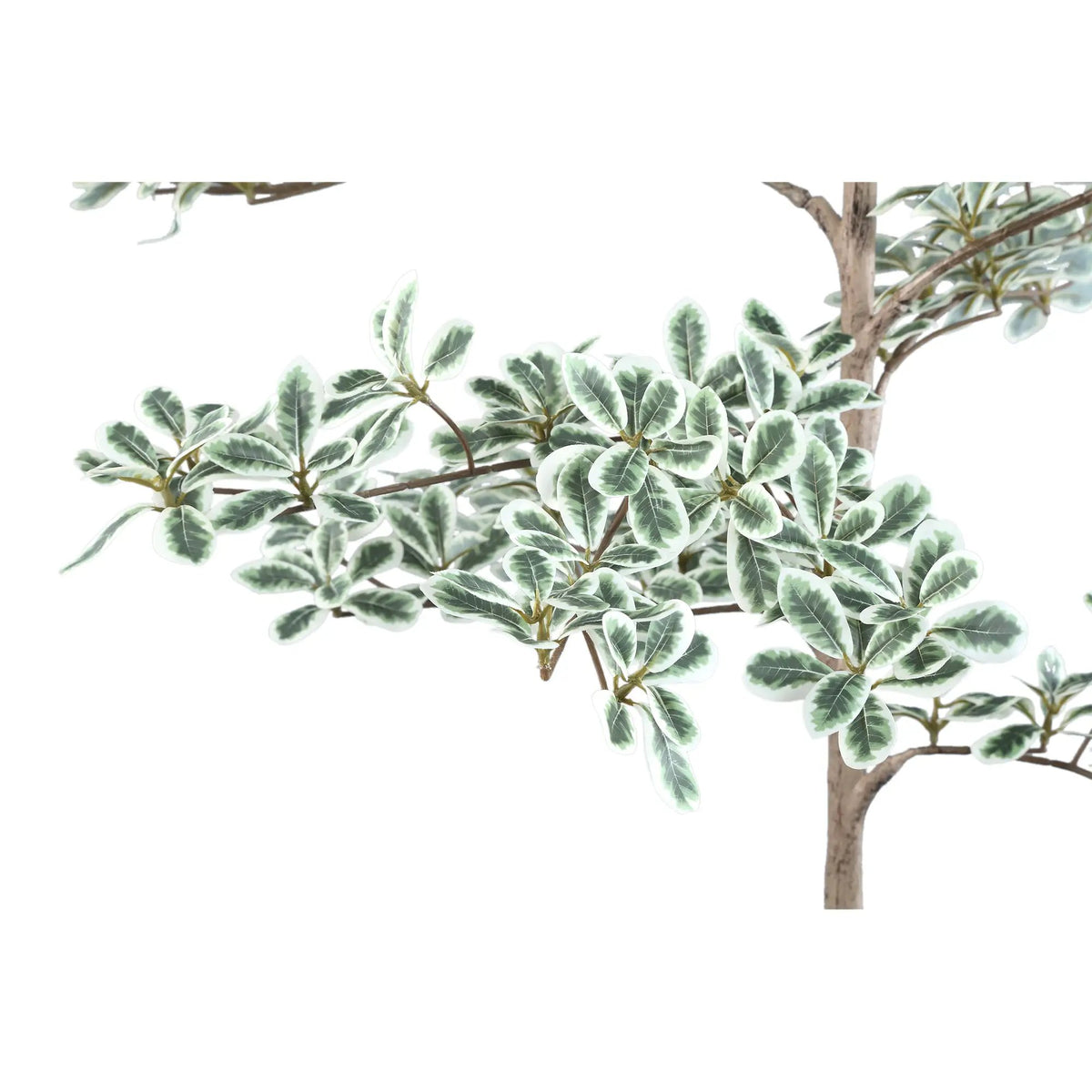 Groene Madagaskar-amandelboom in zwarte pot, PTMD, met weelderige bladen en natuurlijke uitstraling, binnen of buiten te gebruiken