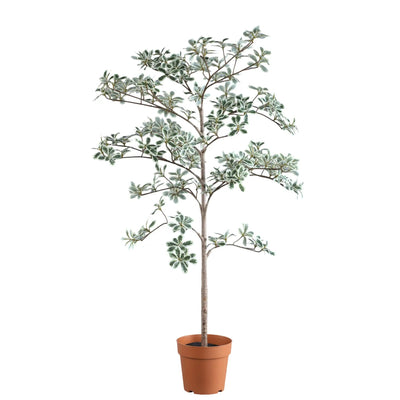 Groene Madagaskar-amandelboom in zwarte pot, PTMD, met weelderige bladeren en decoratief uiterlijk in een stijlvolle omgeving