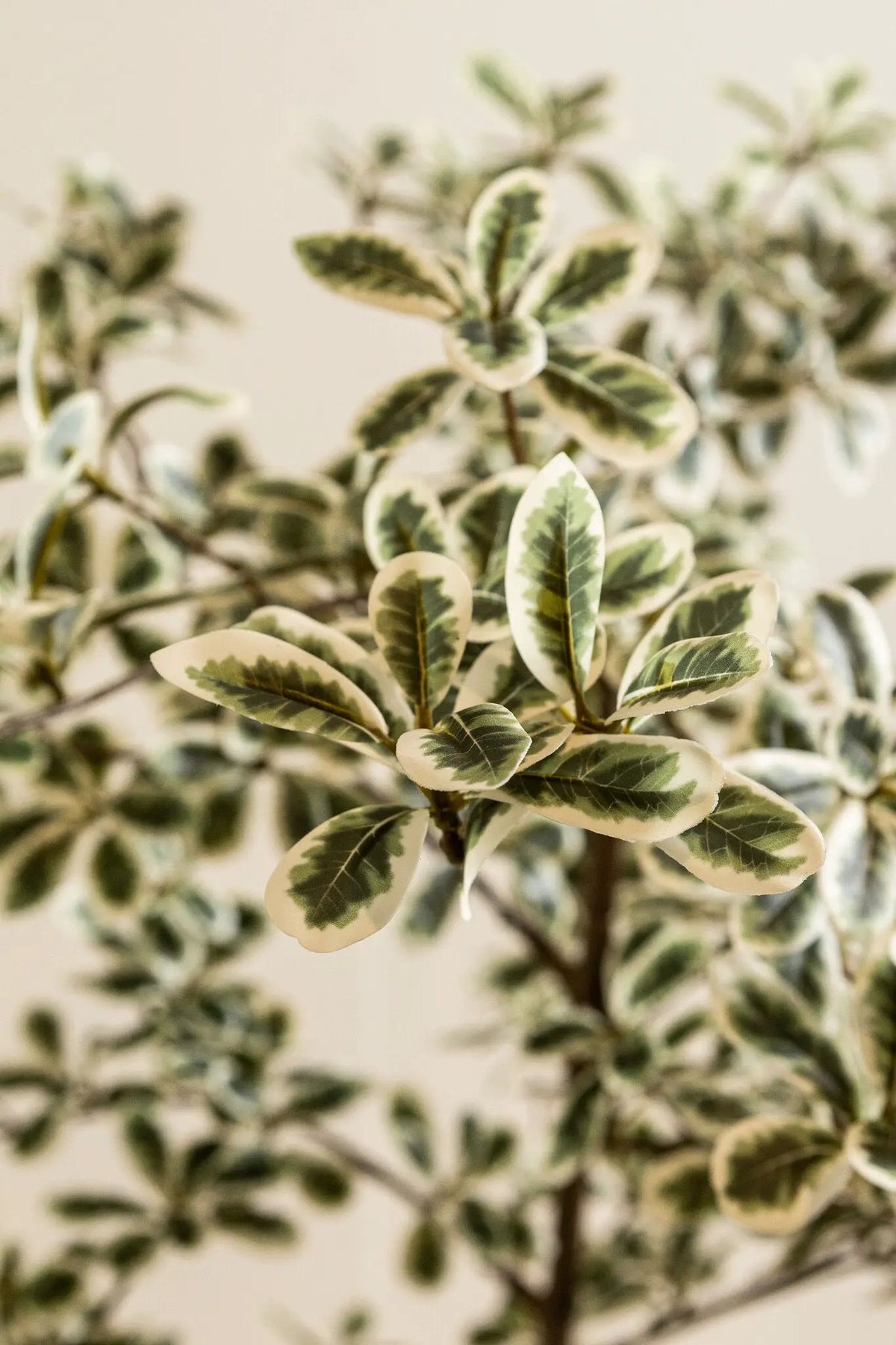 Groene Madagaskar-amandelboom in zwarte pot, PTMD, decoratieve kamerplant met groene bladeren en stevige stam