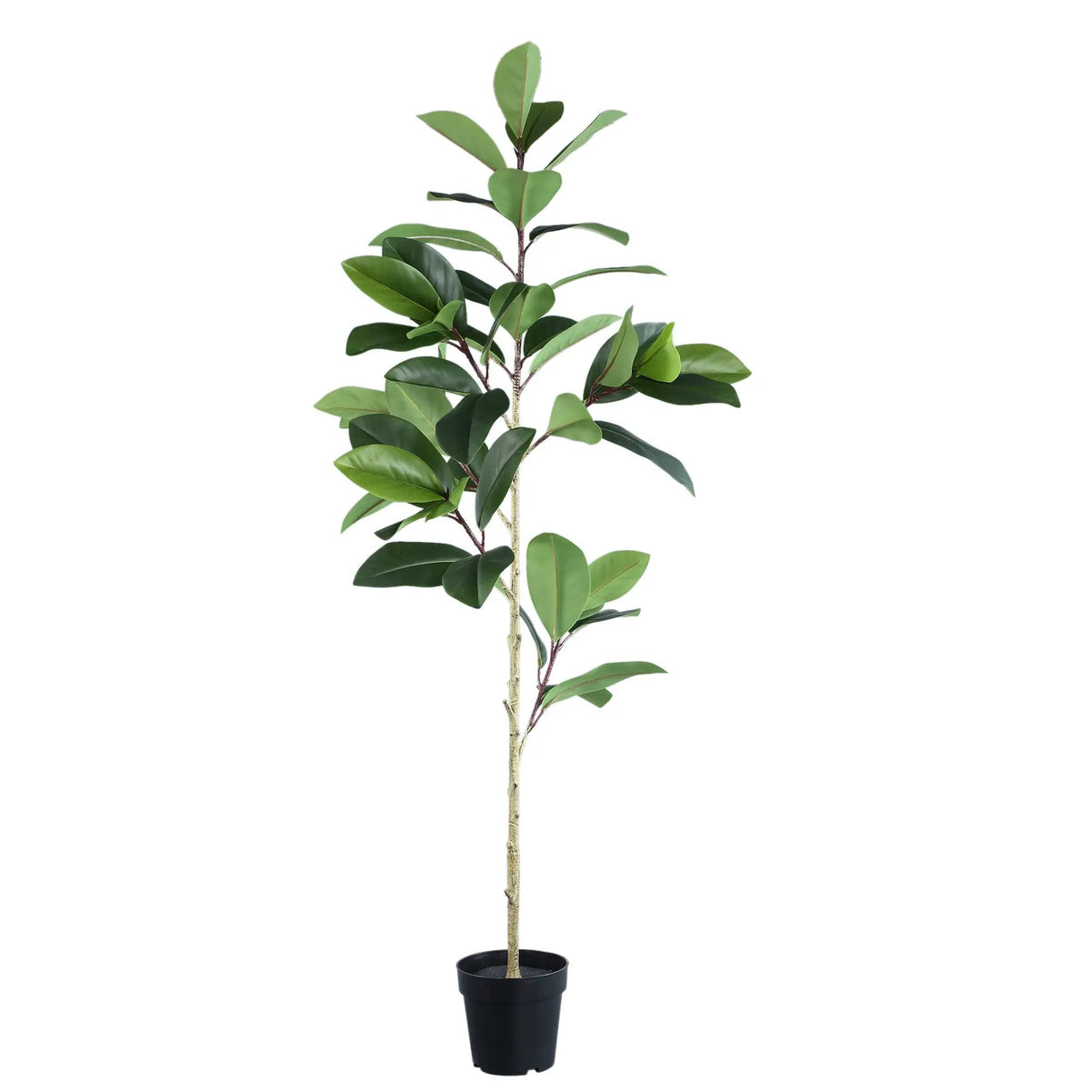 Groene steeneik in zwarte pot van PTMD, gezonde bladeren en stevige stam, decoratief plant voor binnen of buiten.