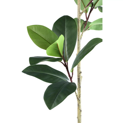 Groene steeneik in zwarte pot van PTMD, groene bladeren en stevige stam, decoratief binnen- of buitenplant