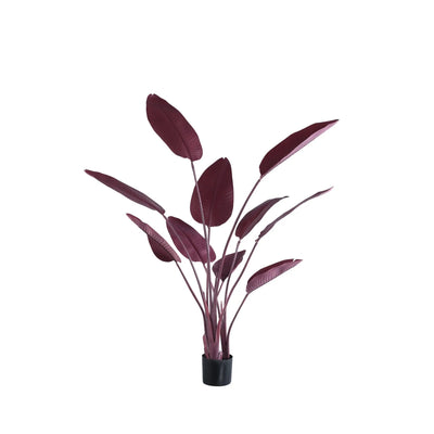 Strelitzia plant met opvallende bordeaux bladeren van PTMD, decoratief binnen- of buitenplant met grote groene en bordeaux bladeren.