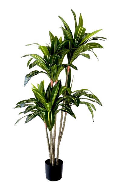 Kunstplant Dracaena Fragnans 150cm by NeverLeafs