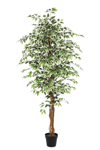 Kunstplant Ficus groen 180cm by NeverLeafs