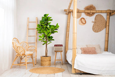 Kunstplant Vioolbladplant 160cm by NeverLeafs